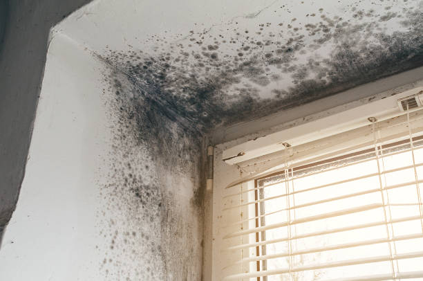 Affordable Mold Cleanup solutions in Sand Lake, MI